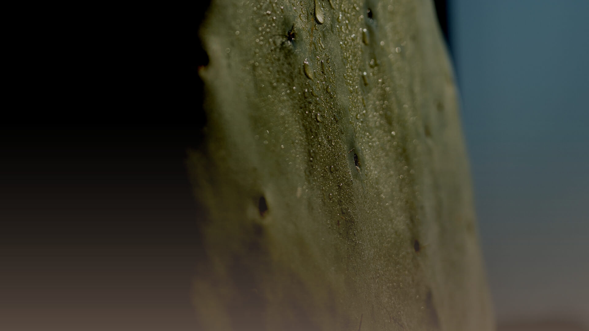 header nyhed vegan kaktus